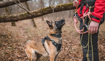 احکام شرعی | آیا استفاده از سگ در عملیات نجات اشکال شرعی دارد؟