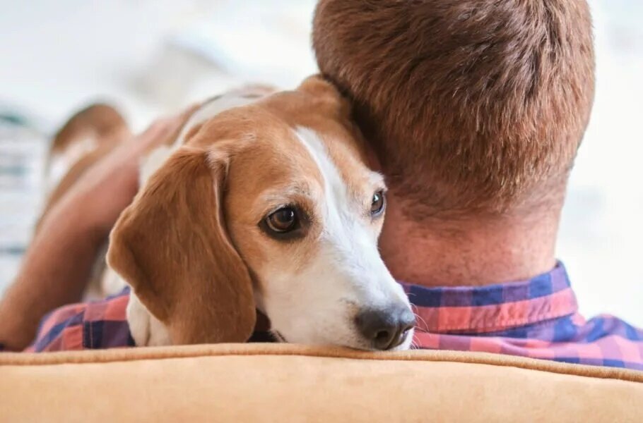 هشدار روانشناسانه: جای خالی آغوش انسان را با حیوان پُر نکنیم!