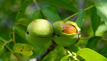 گردوی کوچکی که مردی بزرگ را بیدار کرد