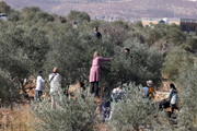 شاهد.. مستوطن يضرب مسنة فلسطينية حتى الإغماء برام الله
