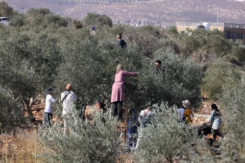 شاهد.. مستوطن يضرب مسنة فلسطينية حتى الإغماء برام الله