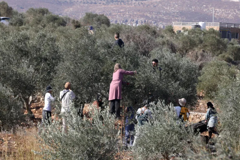 شاهد.. مستوطن يضرب مسنة فلسطينية حتى الإغماء برام الله