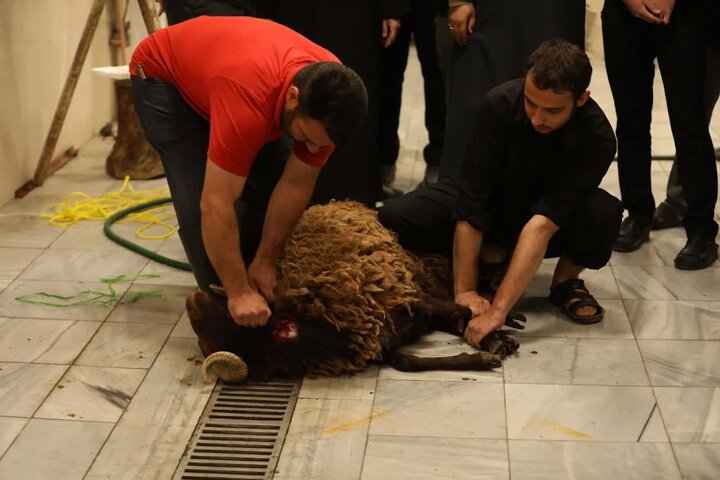 تصاویر/ برگزاری کارگاه آموزش ذبح‌شرعی