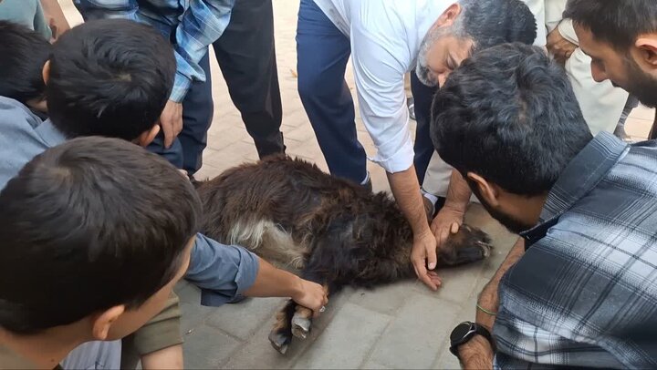 تصاویر/ کارگاه آموزش ذبح شرعی در مدرسه علمیه امام خمینی (ره) خوی