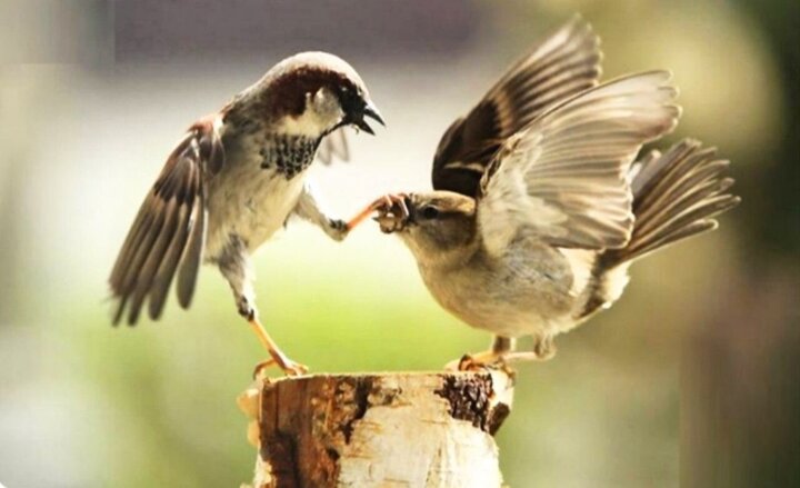 وہ گناہ جو رسولِ خدا (ص)  کی دعا سے بھی معاف نہیں ہوتا