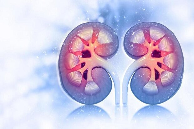 মস্তিষ্কের স্বাস্থ্য কিডনির কার্যকারিতার সঙ্গে গভীরভাবে সম্পর্কিত