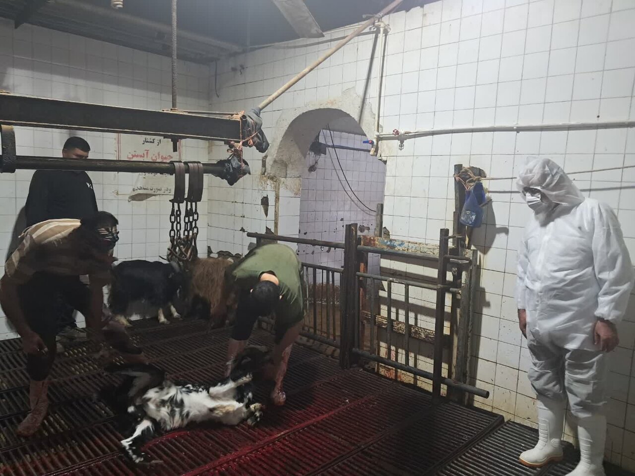بازدید امام جمعه بخش برزک از کشتارگاه صنعتی دام کاشان+تصاویر