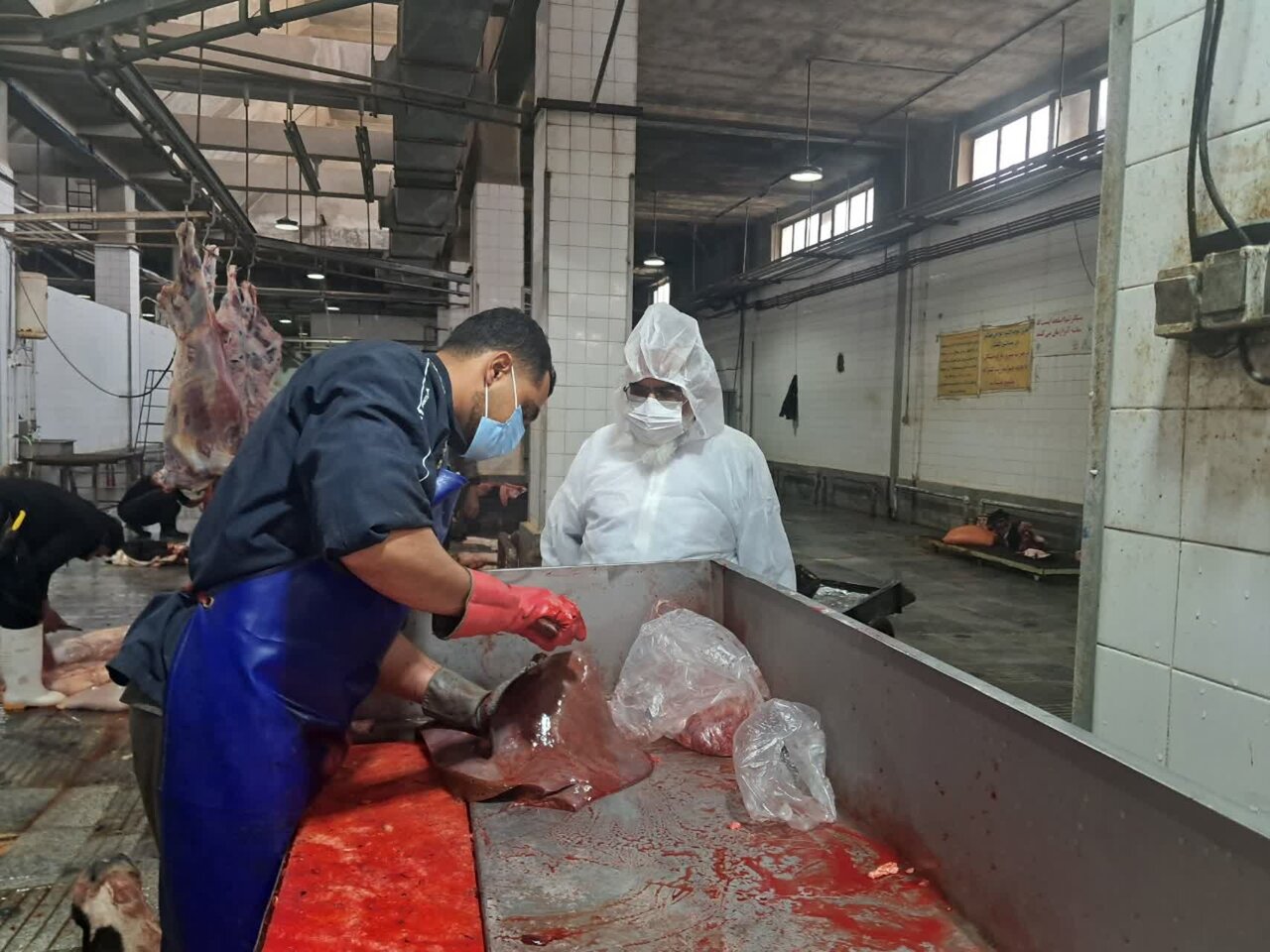 بازدید امام جمعه بخش برزک از کشتارگاه صنعتی دام کاشان+تصاویر