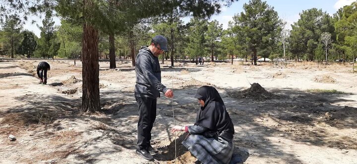 تصاویر / پویش ملی درختکاری «سرو ایران» در شهرستان سمنان همزمان با سراسر کشور