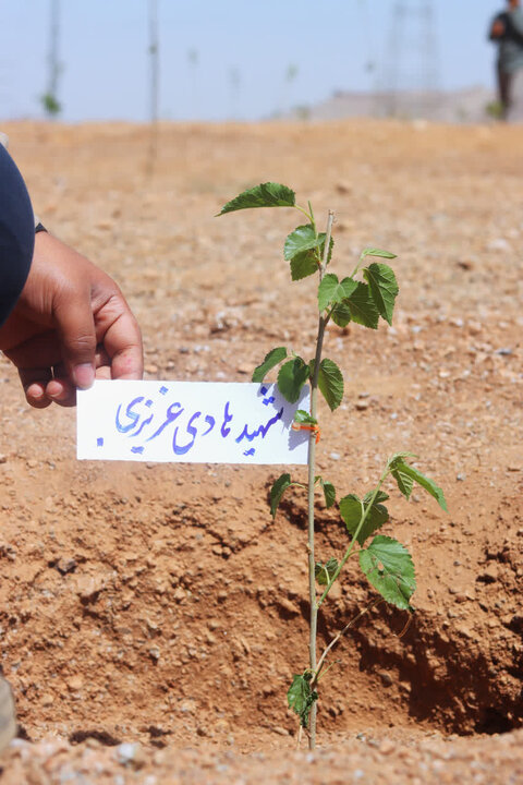 «نهال امید» در قم