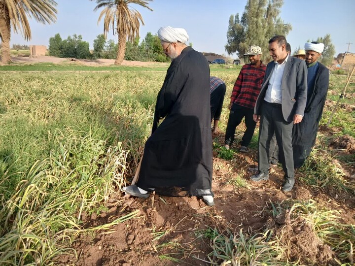 تصاویر/بازدید نماینده استان در مجلس خبرگان رهبری و امام جمعه و بخشدار شهداد از مزارع کشت سیر