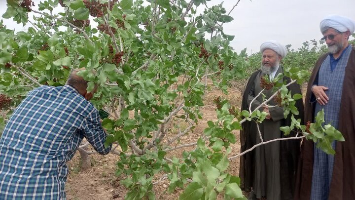 تصاویر/طرح پلاک کوبی شجره طیبه با حضورمسئول ز کات استان اصفهان وامام جمعه آران وبیدگل