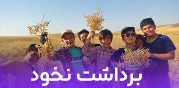 تصاویر/ اردوی برداشت نخود با حضور دانش‌ آموزان مدرسه شهدای علم و فناوری همدان