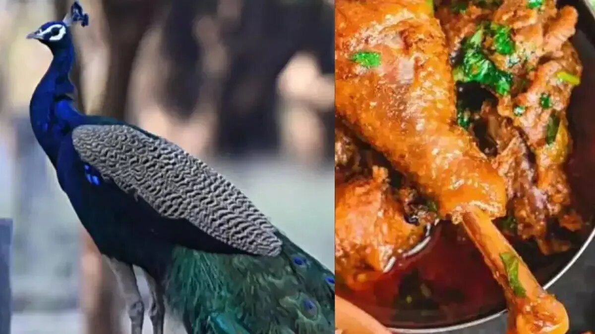 آیا گوشت طاووس حلال است؟ فتوای قائد شهید حضرت آیت‌الله خامنه‌ای