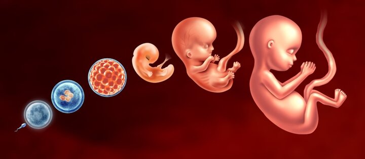 L'avortement durant les premières semaines de la grossesse