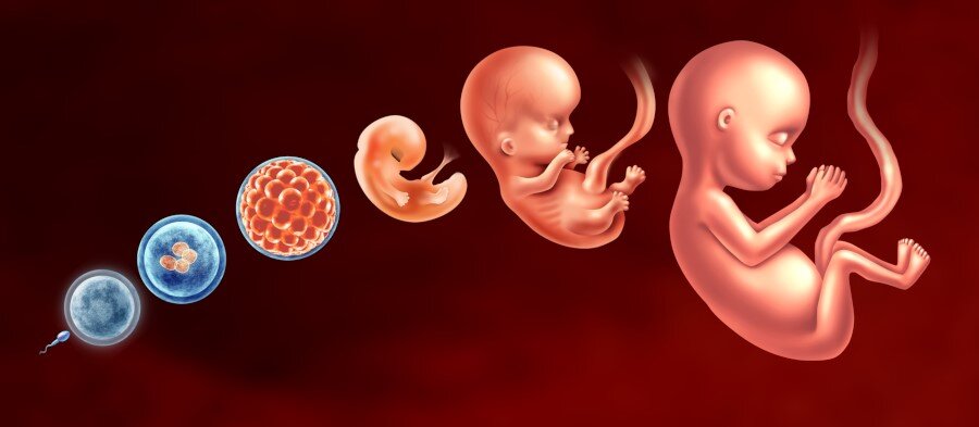 L'avortement durant les premières semaines de la grossesse