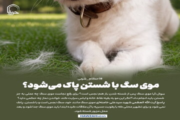 عکس نوشت|  موی سگ با شستن پاک می‌شود؟