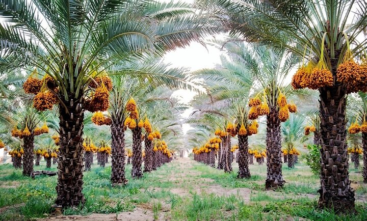 آنچه در خطبه فدکیه فراتر از مطالبه فدک است؛ بازخوانی ابعاد سیاسی سخنان حضرت زهرا(س)