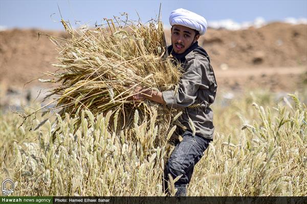 حصاد الحنطة في المناطق المتضررة من السيل على يد طلبة وعلماء دين قم المقدسة
