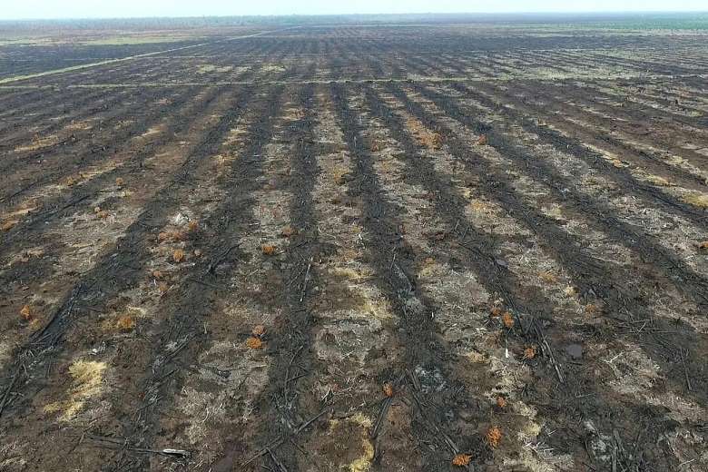 Burning forest is a sin, rules Indonesian Islamic council