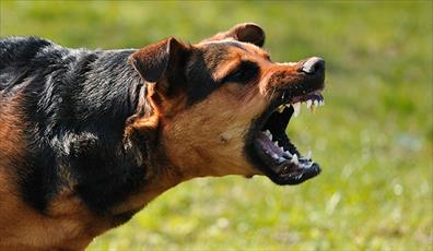 Palestinian Injured by Settler Dogs