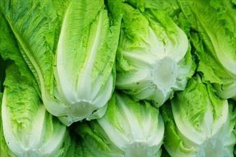 Une plante pour filtrage du sang