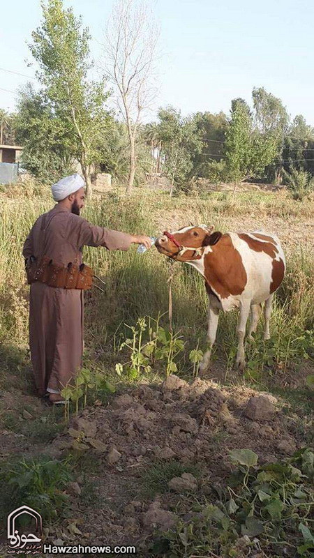 تصاویری از عملیات آزادسازی فلوجه