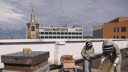 مسلمانان بر روی پشت بام مسجدی در لندن، زنبور عسل پرورش می دهند