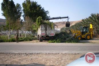 نظامیان اسرائیل ۷۰ درخت زیتون را در دره اردن از ریشه درآوردند