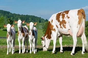 چه  محصولاتی  از گاو  را بخوریم؟