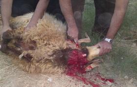 آیا گوشت قربانی را می توان به غیرمسلمان بخشید؟